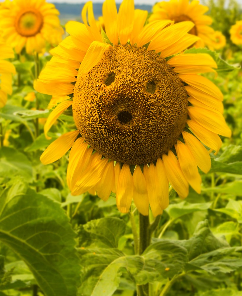 "Лето в зените"