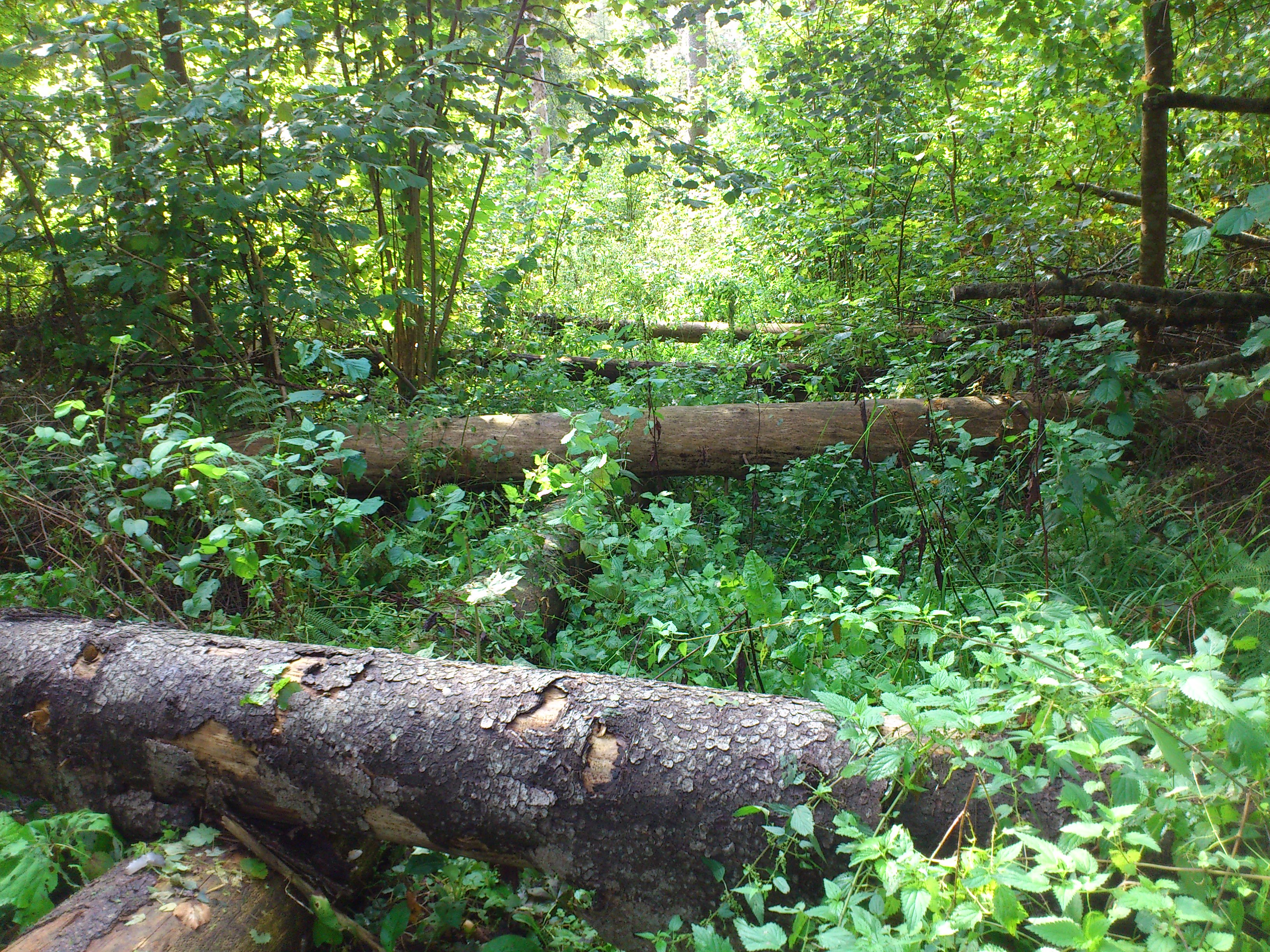 Трейл "Кутузов"