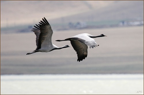 Журавлиный лет