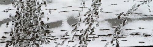 ZELRUN 5K winter edition
