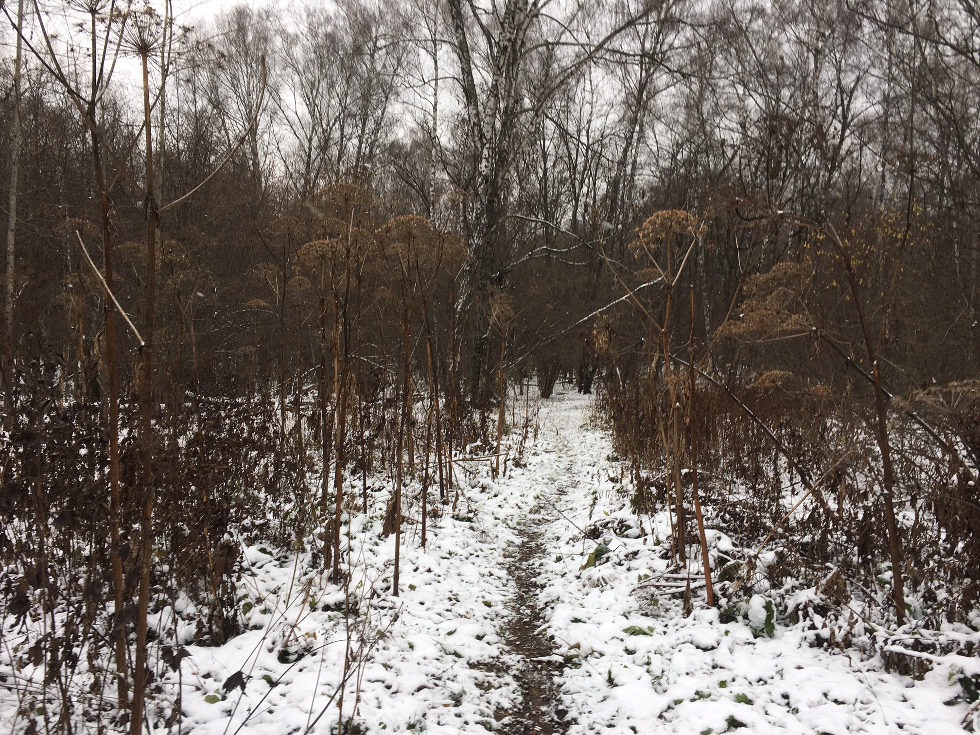 WILDBERRIES TRAIL 2019
