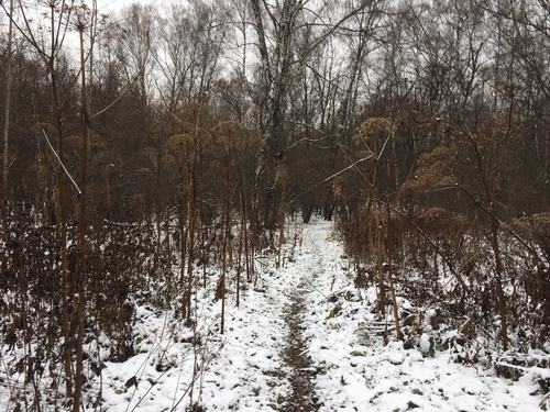 WILDBERRIES TRAIL 2019